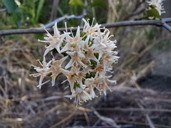 Ehretia cymosa