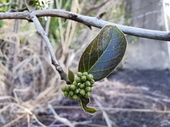 Ehretia cymosa