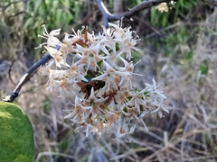 Ehretia cymosa