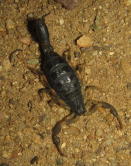 Uroplectes
