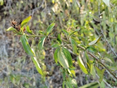Angiospermae