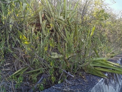 Angiospermae