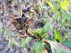 Angiospermae