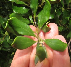 Euclea racemosa sinuata
