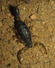 Uroplectes