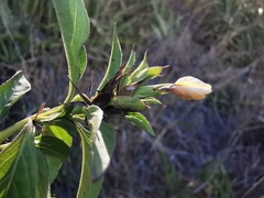 Angiospermae