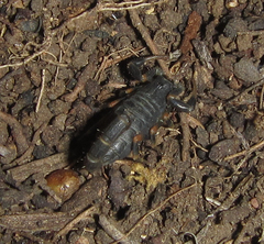 Uroplectes triangulifer