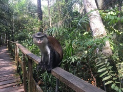 Cercopithecus mona