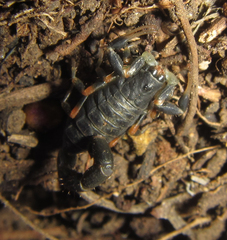 Uroplectes triangulifer