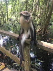 Cercopithecus mona