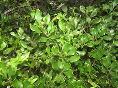 Euclea racemosa sinuata