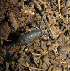 Uroplectes triangulifer