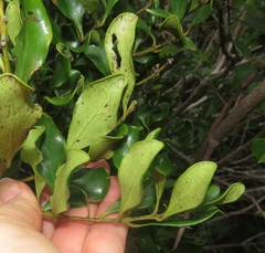 Euclea racemosa sinuata