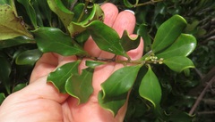 Euclea racemosa sinuata