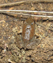 Tomopterna natalensis