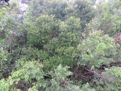 Euclea racemosa sinuata