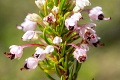Erica rubiginosa