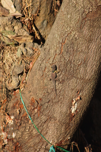 Zempoala Bar-bellied Lizard