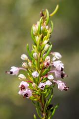 Erica rubiginosa