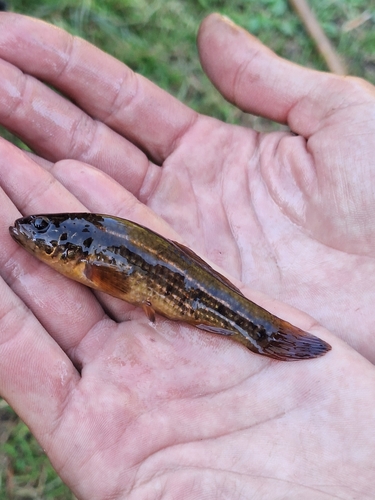 European mudminnow (Umbra krameri) — Umbridae