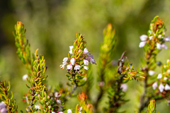 Erica rubiginosa