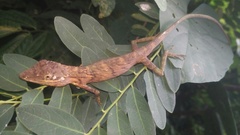 Pseudocalotes tympanistriga