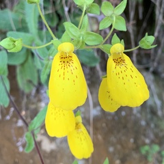 Calceolaria crenatiflora