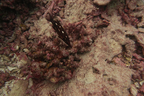 Bodianus prognathus observed 2017-04-03
