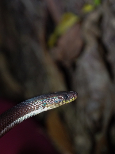 Lehmann's Ground Snake