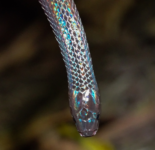 Lehmann's Ground Snake