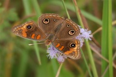 Junonia stemosa
