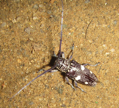 Prosopocera