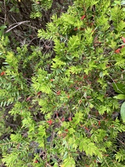 Metrosideros stipularis