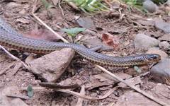 Atractus pamplonensis
