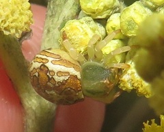 Thomisops pupa