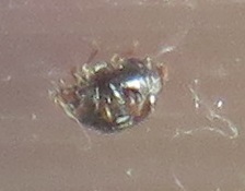 Stethorus