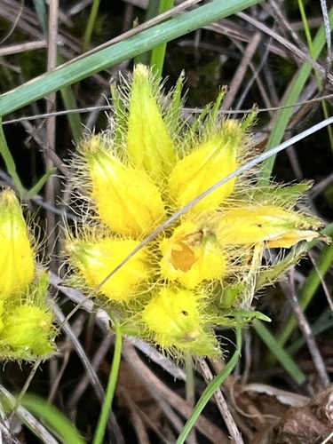 Conostylis juncea (Conostylis juncea)