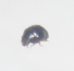 Stethorus