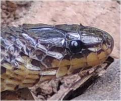 Atractus pamplonensis