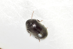 Tricorynus