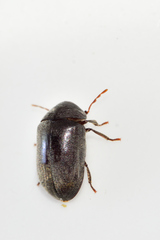 Tricorynus
