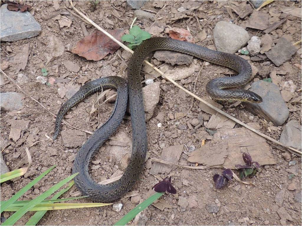 Pamplona Ground Snake