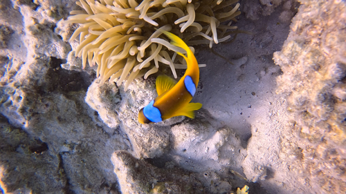 Red Sea Anemonefish — seen at this dive site