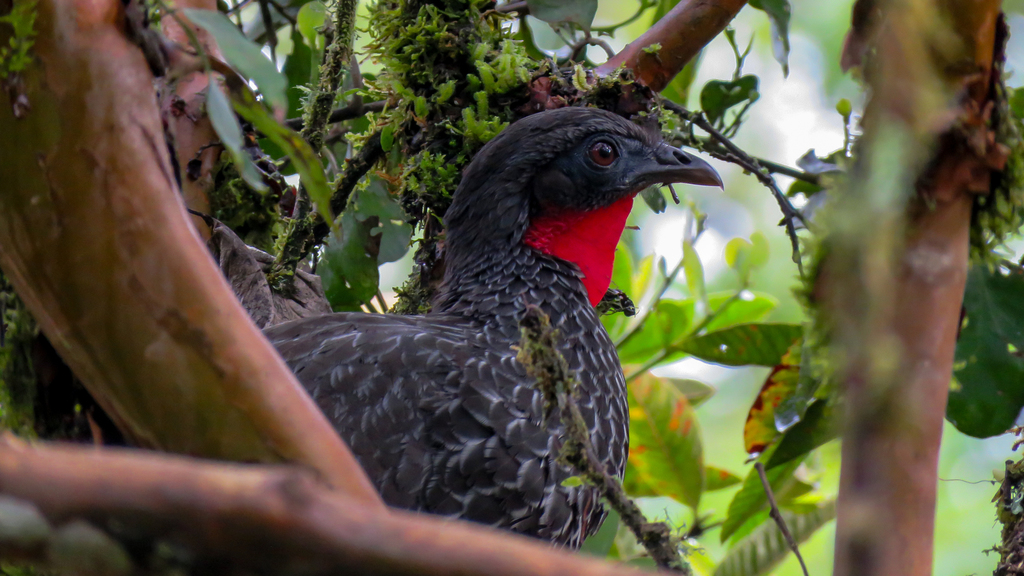 Cauca Guan photo