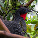 Cauca Guan - Photo (c) Lida Trujillo, some rights reserved (CC BY-NC), uploaded by Lida Trujillo