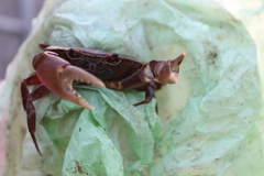 Pseudothelphusa dugesi