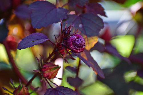 cranberry hibiscus
