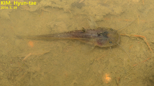 Silurus asotus