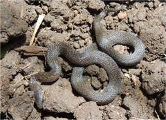 Atractus pamplonensis