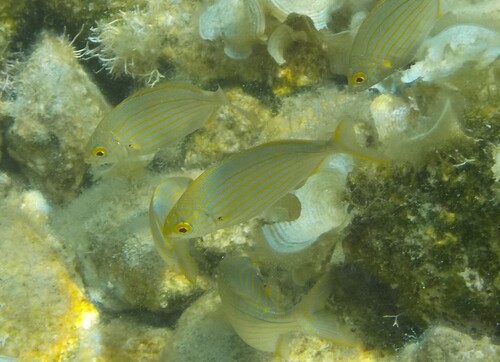 Sarpa salpa
